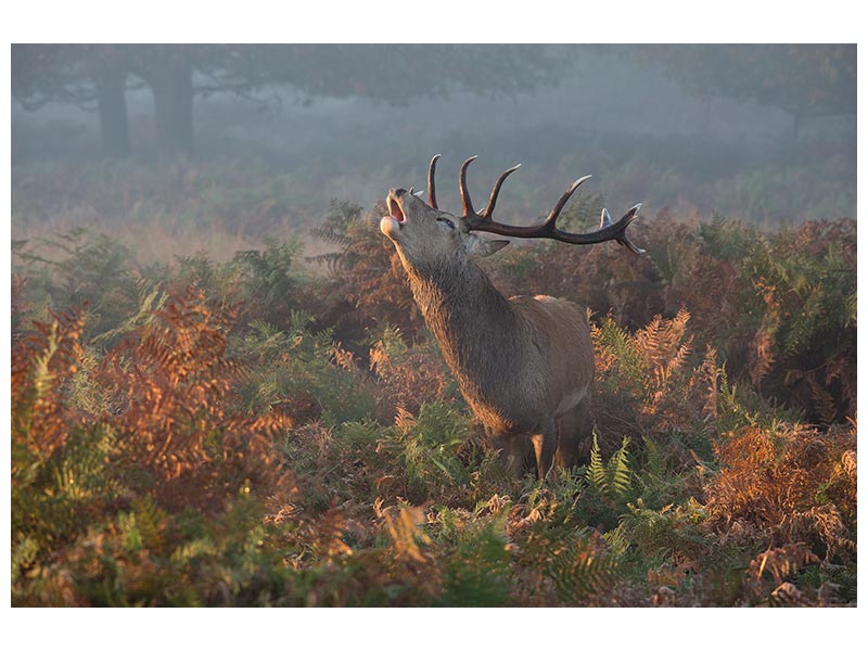 canvas-print-bellowing-stag-deer-x