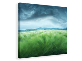 canvas-print-barley-field