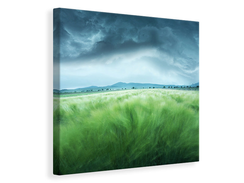 canvas-print-barley-field