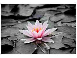 canvas-print-the-art-of-water-lily