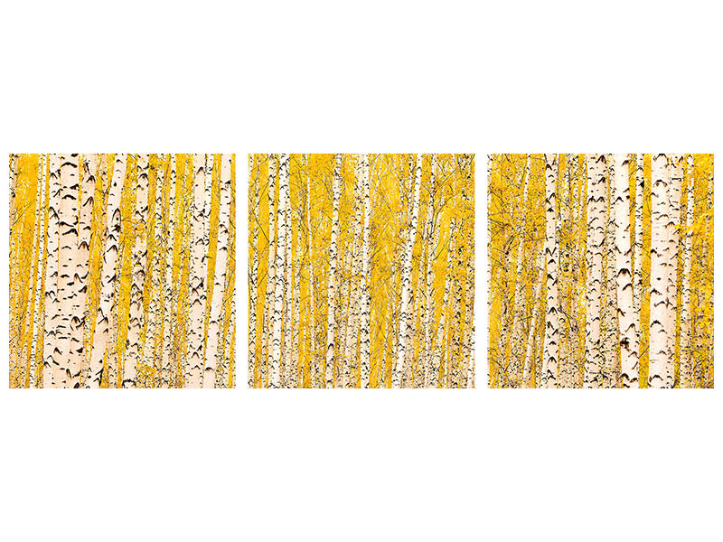panoramic-3-piece-canvas-print-the-birch-forest-in-autumn