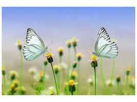 3-piece-canvas-print-2-butterflies