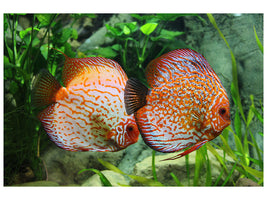 3-piece-canvas-print-2-fish