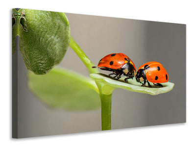 panoramic-canvas-print-2-ladybirds