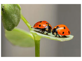 3-piece-canvas-print-2-ladybirds