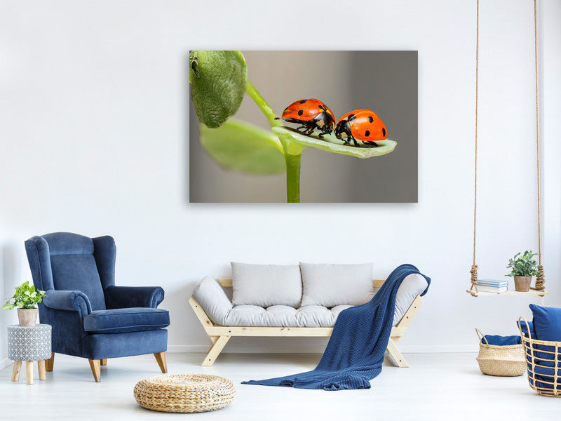panoramic-3-piece-canvas-print-2-ladybirds