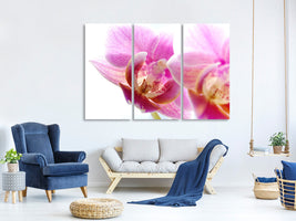 3-piece-canvas-print-magnificent-phalaenopsis