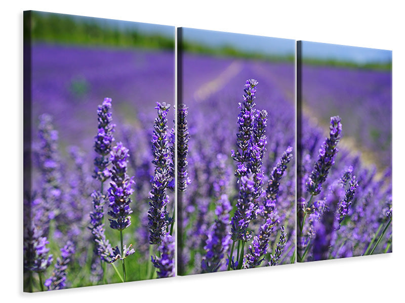 3-piece-canvas-print-the-lavender-flowers