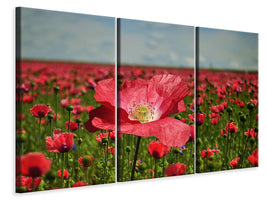 3-piece-canvas-print-the-lush-poppy-field