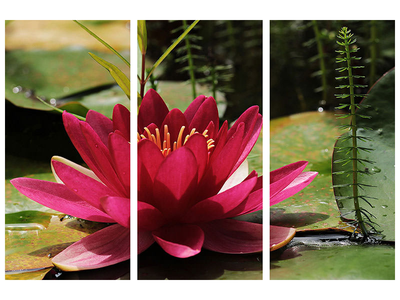 3-piece-canvas-print-water-lily-in-red