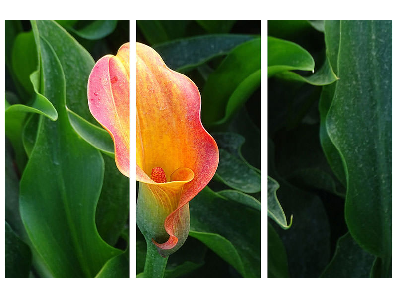 3-piece-canvas-print-wild-calla