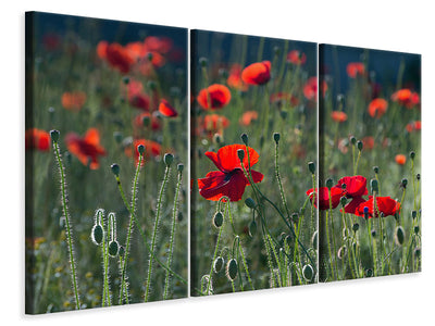 3-piece-canvas-print-wild-poppy