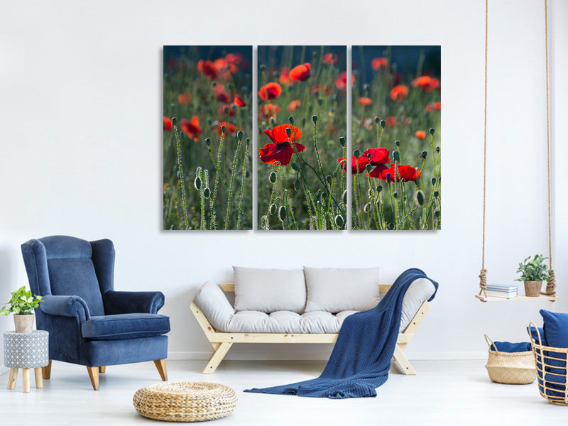 3-piece-canvas-print-wild-poppy