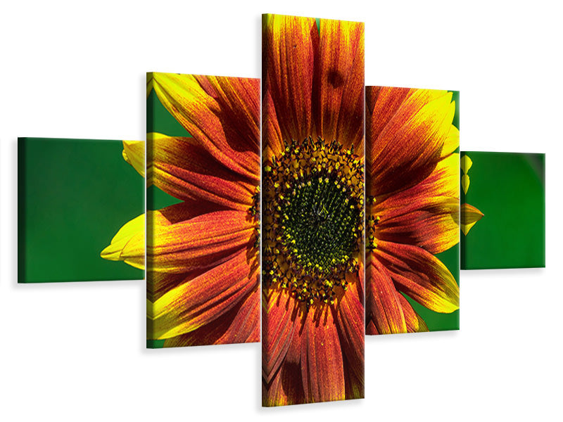 5-piece-canvas-print-colorful-sunflower