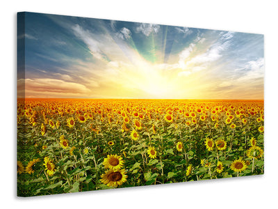 modern-3-piece-canvas-print-a-field-full-of-sunflowers
