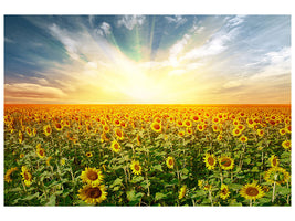 panoramic-canvas-print-a-field-full-of-sunflowers
