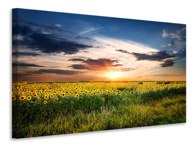 3-piece-canvas-print-a-field-of-sunflowers