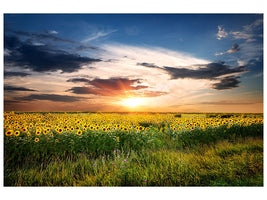 panoramic-3-piece-canvas-print-a-field-of-sunflowers