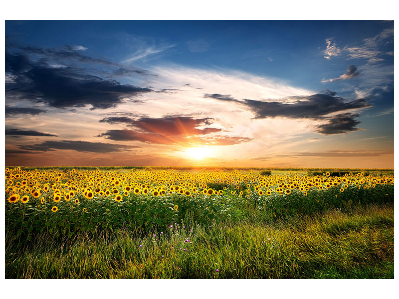 panoramic-3-piece-canvas-print-a-field-of-sunflowers