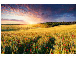 panoramic-canvas-print-a-flower-field-at-sunrise