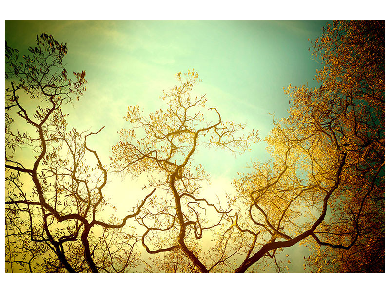 4-piece-canvas-print-autumn-trees-ii