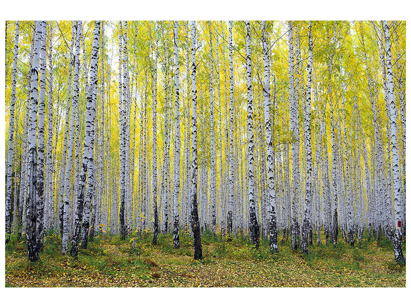 panoramic-3-piece-canvas-print-autumnal-birch-forest