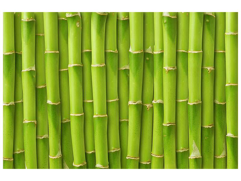 panoramic-3-piece-canvas-print-bamboo-wall