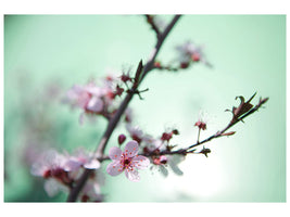 5-piece-canvas-print-beautiful-japanese-cherry-blossom