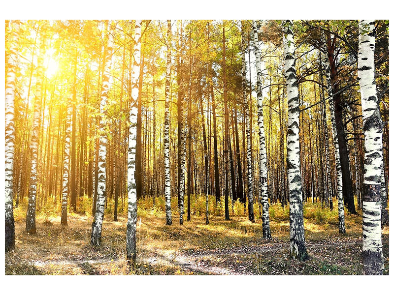 4-piece-canvas-print-birch-forest