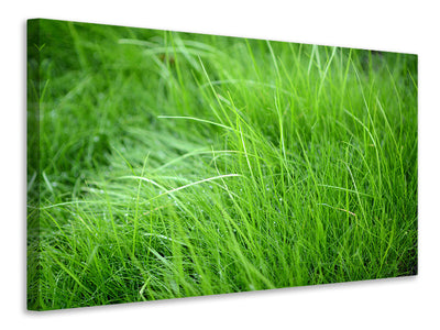 modern-4-piece-canvas-print-blades-of-grass