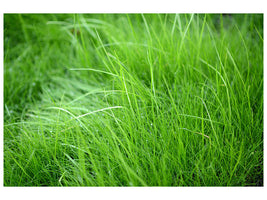 panoramic-3-piece-canvas-print-blades-of-grass