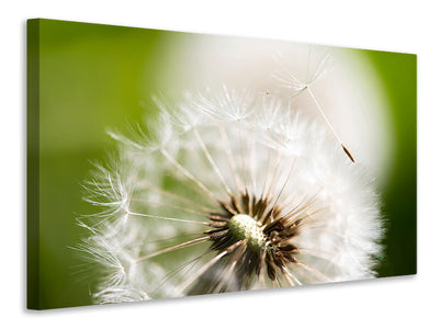 modern-4-piece-canvas-print-blowball-dandelion