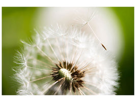 5-piece-canvas-print-blowball-dandelion