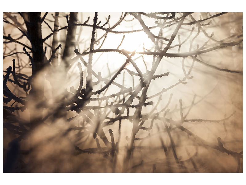 modern-4-piece-canvas-print-branches-in-fog-light