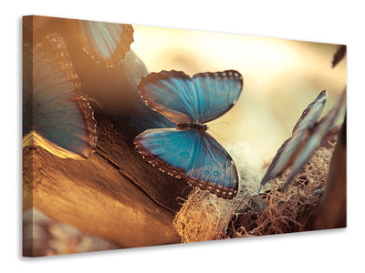 4-piece-canvas-print-butterflies