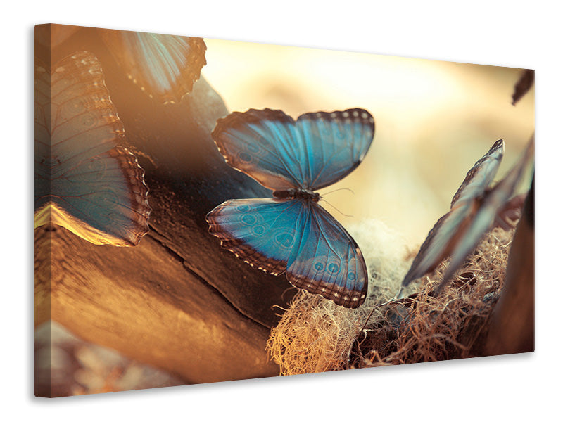 modern-4-piece-canvas-print-butterflies