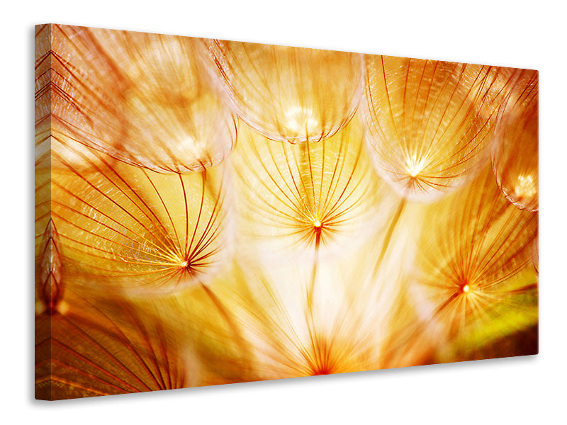 panoramic-3-piece-canvas-print-close-up-dandelion-in-light
