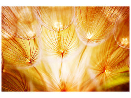 panoramic-3-piece-canvas-print-close-up-dandelion-in-light