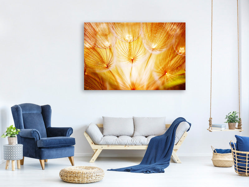 panoramic-3-piece-canvas-print-close-up-dandelion-in-light