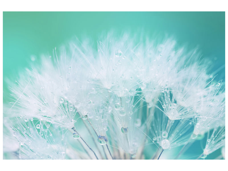 modern-4-piece-canvas-print-close-up-dandelion-in-morning-dew