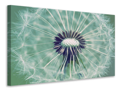 panoramic-3-piece-canvas-print-close-up-dandelion