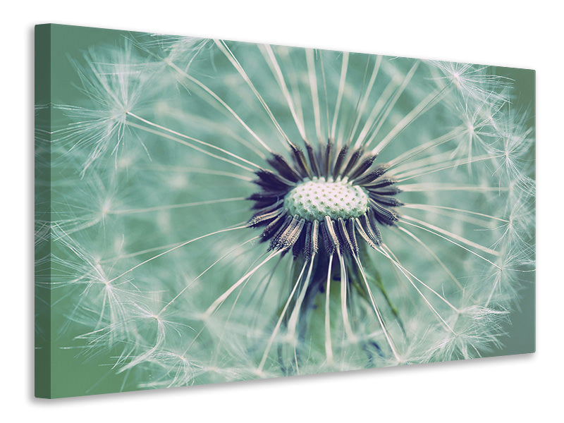 4-piece-canvas-print-close-up-dandelion