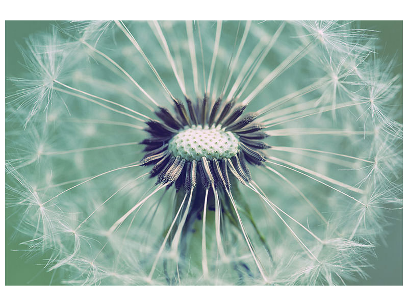 modern-4-piece-canvas-print-close-up-dandelion