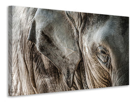panoramic-canvas-print-close-up-elephant