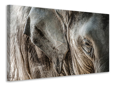 3-piece-canvas-print-close-up-elephant