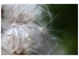 panoramic-canvas-print-close-up-flowers-fibers