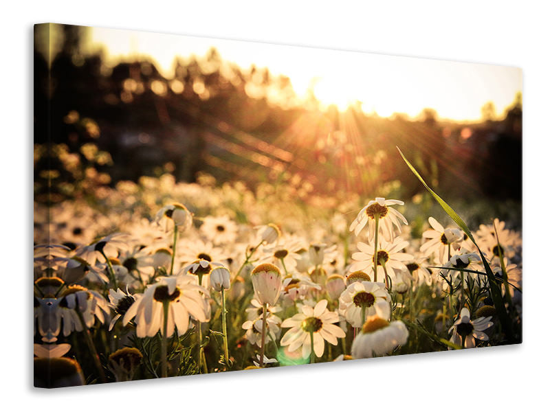 4-piece-canvas-print-daisies-at-sunset