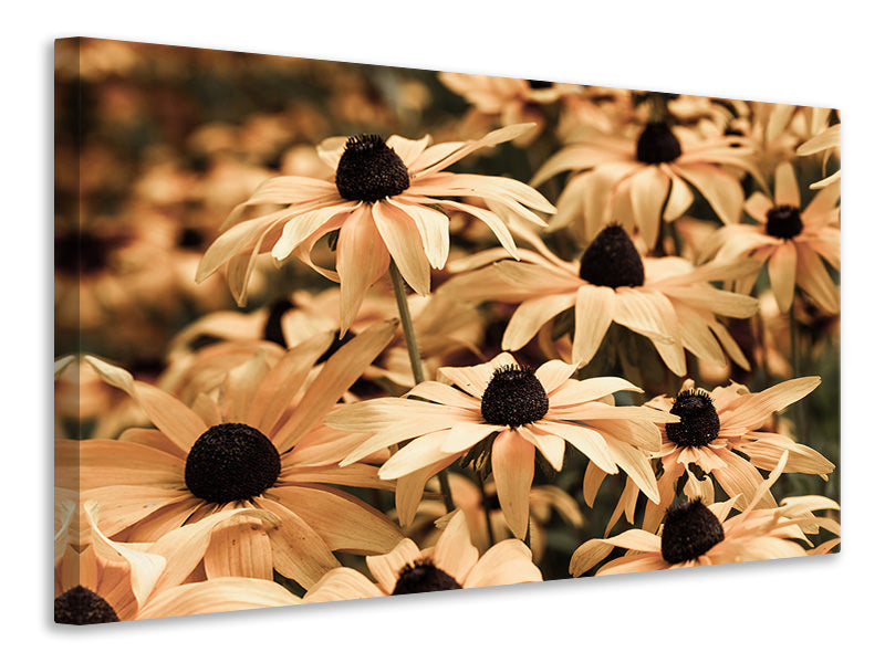 5-piece-canvas-print-daisies-in-sepia