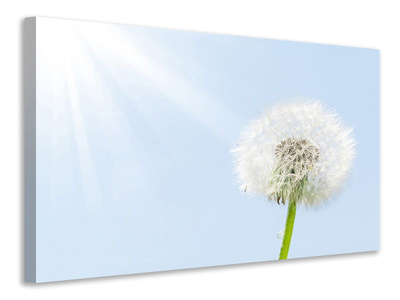 4-piece-canvas-print-dandelion-in-sunbeam