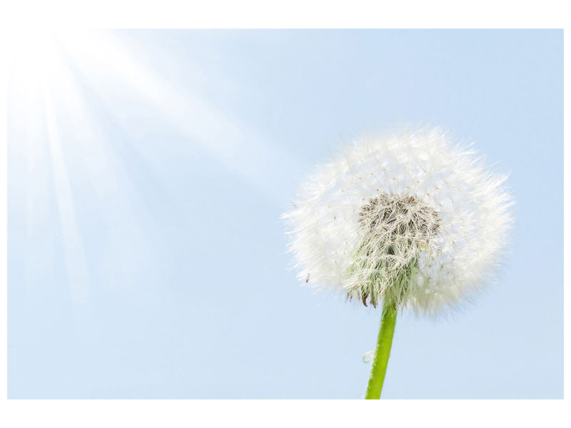 modern-4-piece-canvas-print-dandelion-in-sunbeam